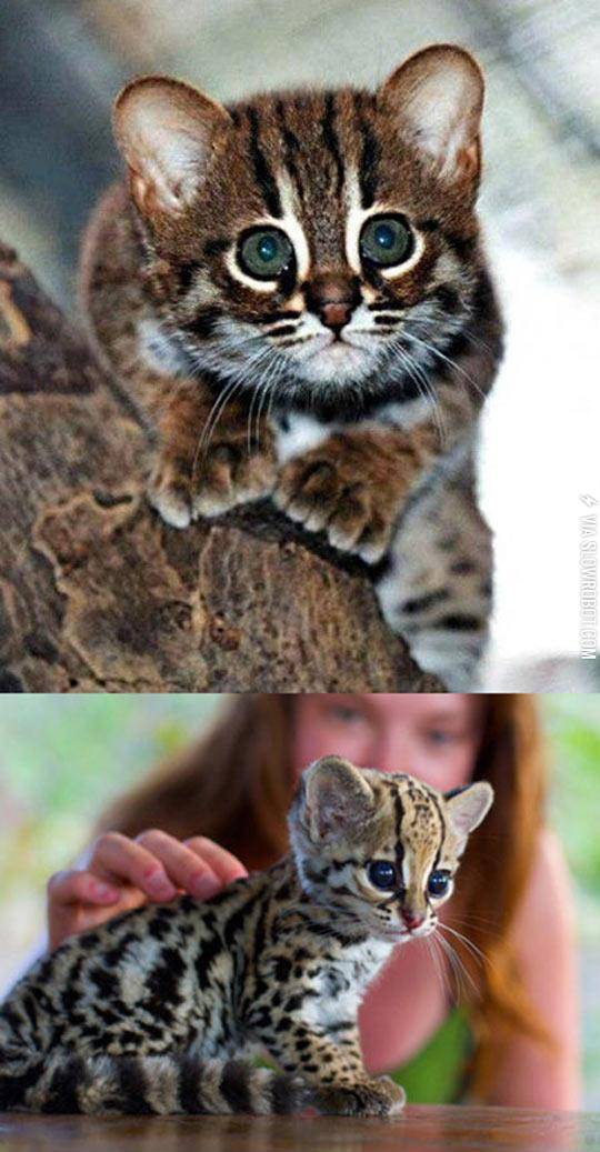 Can+Ocelots+Be+Any+More+Cute%3F