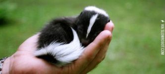 Sleeping+baby+skunk