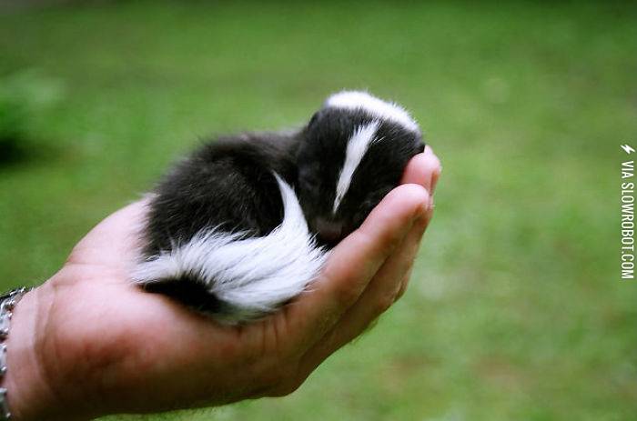 Sleeping+baby+skunk