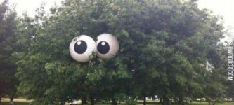Someone+put+giant+googly+eyes+in+this+tree.