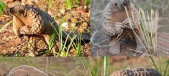 Baby+Pangolins%26%238230%3B