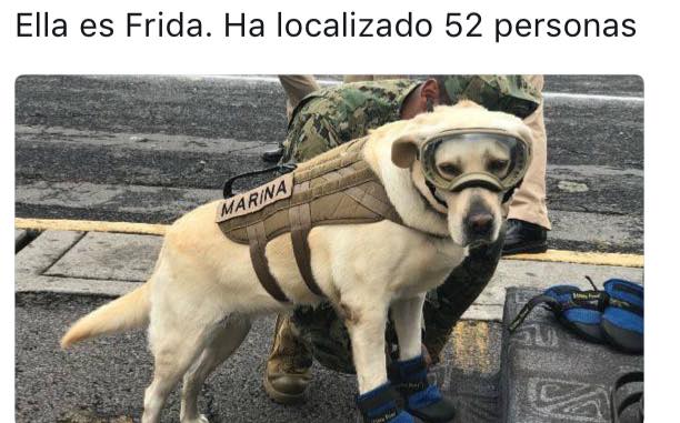 She+is+Frida%2C+she+has+located+52+trapped+persons+in+Mexico+City+after+yesterday%26%238217%3Bs+earthquake.