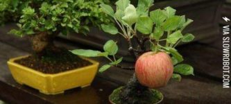 Bonsai+apple+tree+growing+a+full-sized+apple