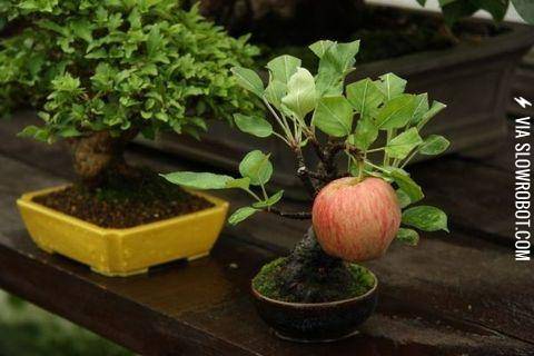Bonsai+apple+tree+growing+a+full-sized+apple