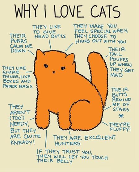 Why+I+Love+Cats