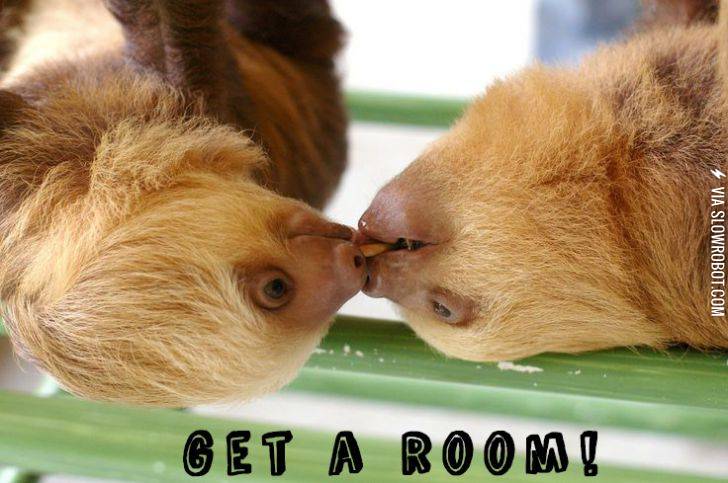 Sloth+PDA.