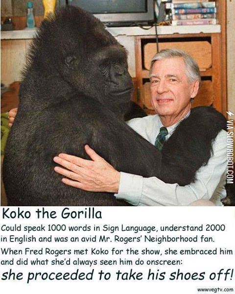Mr.+Rogers+meets+Koko+The+Gorilla.