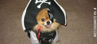 Pirate+pup.