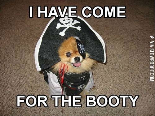 Pirate+pup.