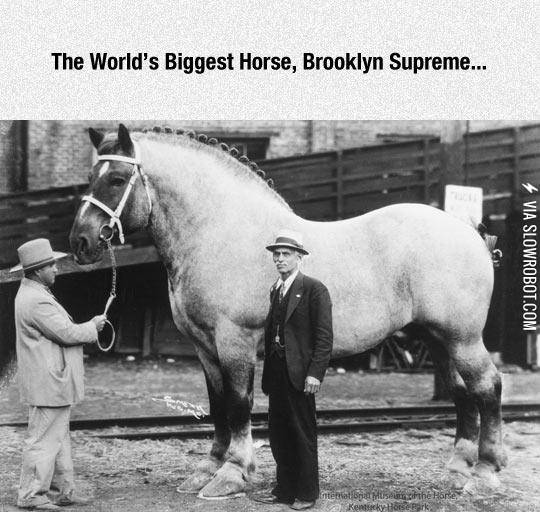 World%26%238217%3Bs+Biggest+Horse