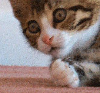 Shocked+kitten