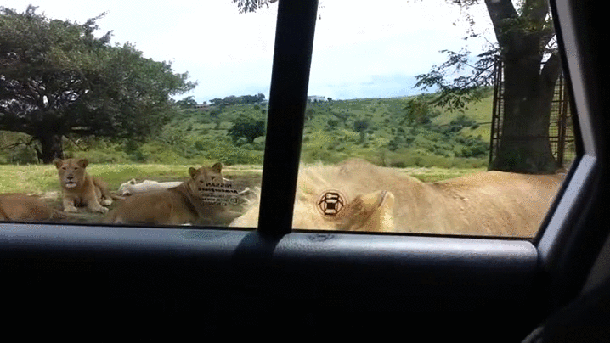 Lion+is+well+trained.