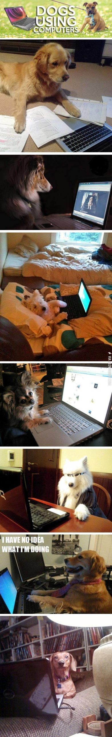 Dogs+using+computers