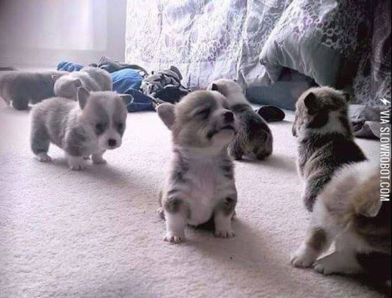 3+week+old+Corgi+pups