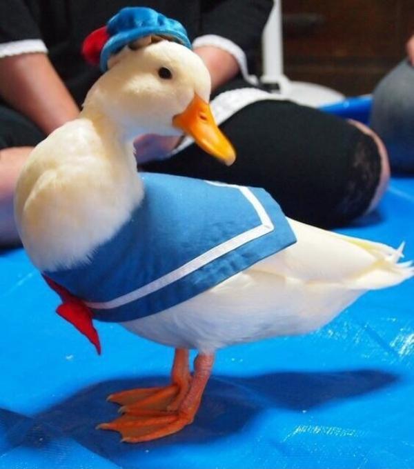 Donald+Duck+cosplay