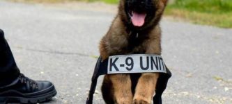 Boston+Police+puppy+got+the+job%21