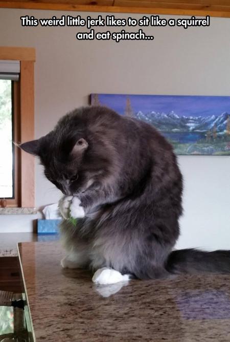 This+Little+Jerk+Likes+To+Sit+Like+A+Squirrel+And+Eat+Spinach
