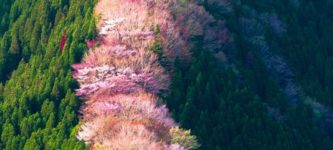 Wild+cherry+trees+in+Nara%2C+Japan