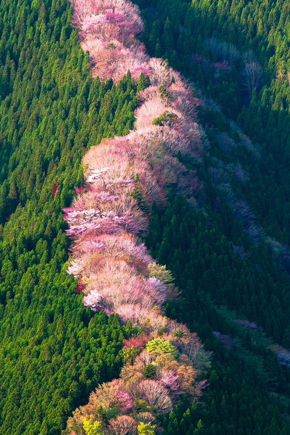 Wild+cherry+trees+in+Nara%2C+Japan