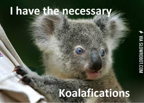 I+have+the+necessary+koalafications.
