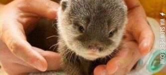 Just+a+baby+otter%21
