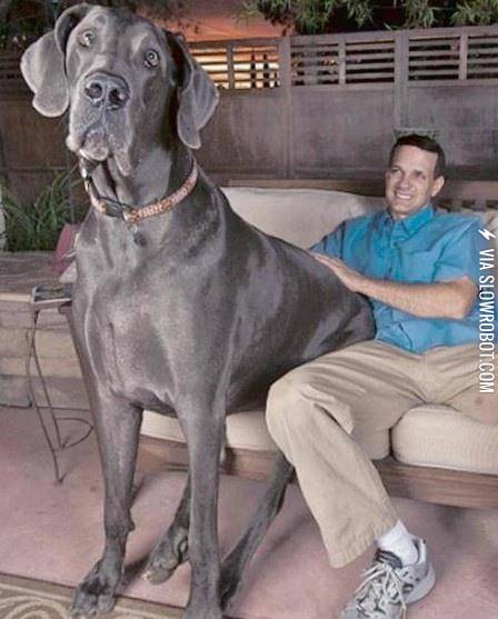 Meet+George%21+He+weighs+over+245lbs.+Guinness+World+Record+Holder+for+Tallest+Living+Dog+Tallest+Dog+Ever%26%238230%3B
