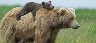 Momma+Bear+and+baby+bear