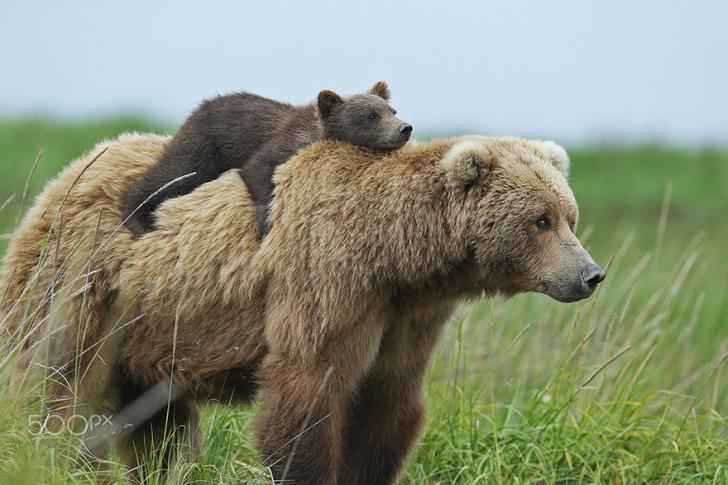 Momma+Bear+and+baby+bear