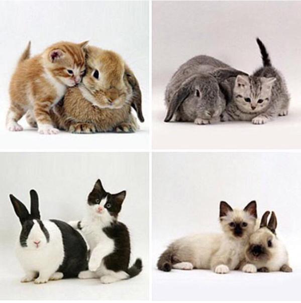 Kittens+and+their+matching+bunnies