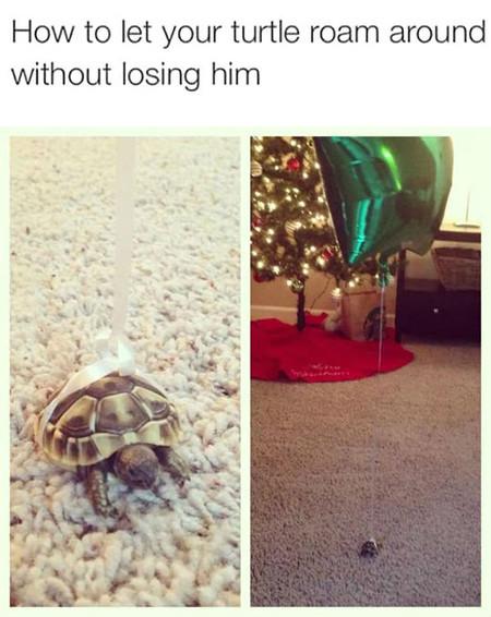 Never+Lose+Your+Turtle+Again