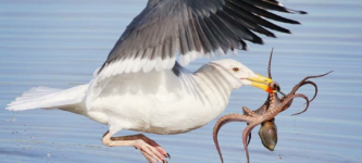 Seagull+catches+octopus