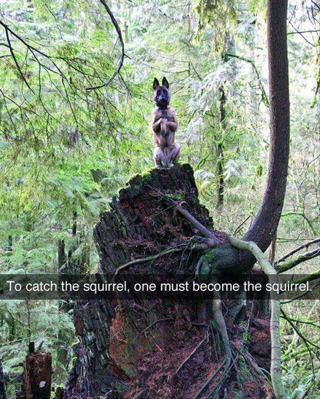 One+must+become+the+squirrel.
