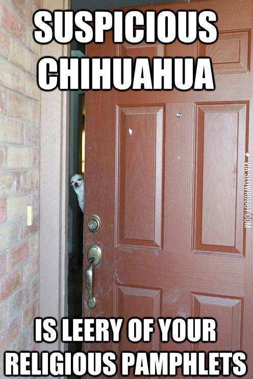 Suspicious+chihuahua+is+leery+of+your+religious+pamphlets.