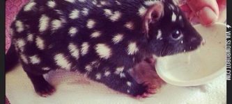 Orphaned+Baby+Eastern+Quoll+being+cared+for+at+Bruny+Island.