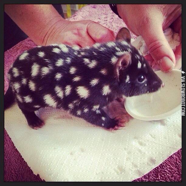 Orphaned+Baby+Eastern+Quoll+being+cared+for+at+Bruny+Island.