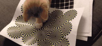 Kitty+discovers+optical+illusions.