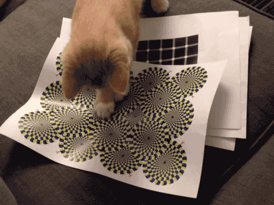 Kitty+discovers+optical+illusions.