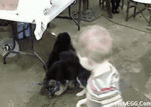 Attack+of+the+killer+puppies%21