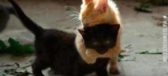 Black+cats+have+feelings+too%21