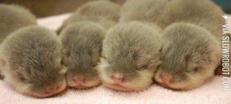 Cute+Otter+Babies