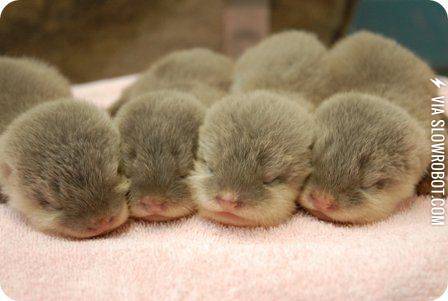Cute+Otter+Babies