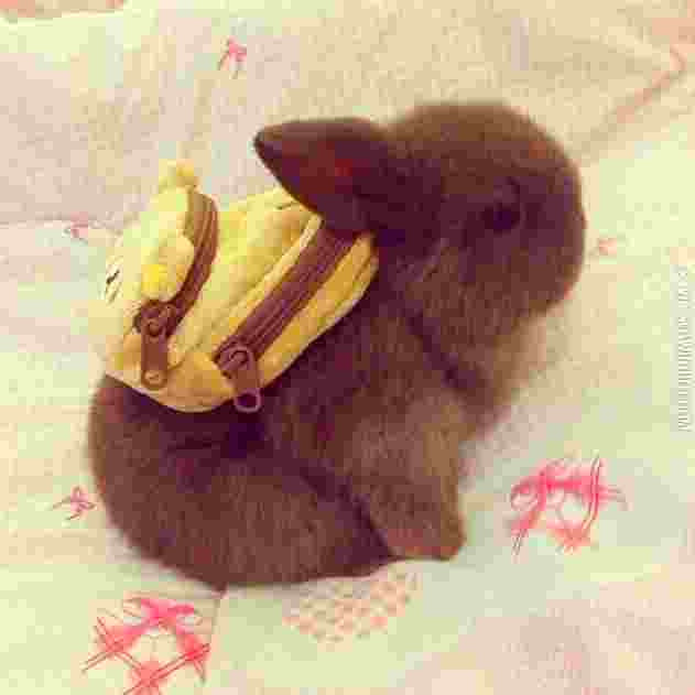 Tiny+bunny+with+tiny+backpack.