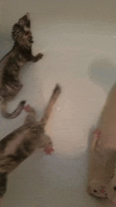 Two+kinds+of+ferrets+in+this+world.