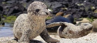 Sea+lion+pups+roll+in+sand+for+sun+protection