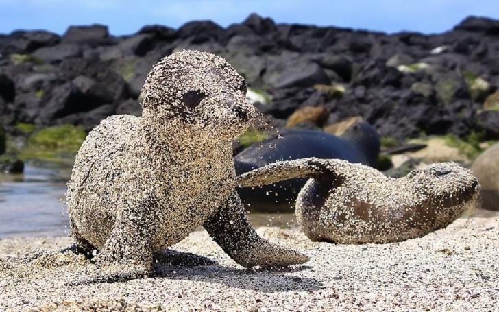 Sea+lion+pups+roll+in+sand+for+sun+protection