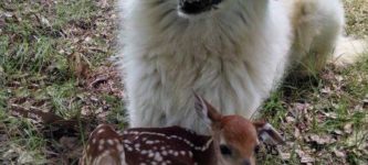 Holding+a+very+deer+friend