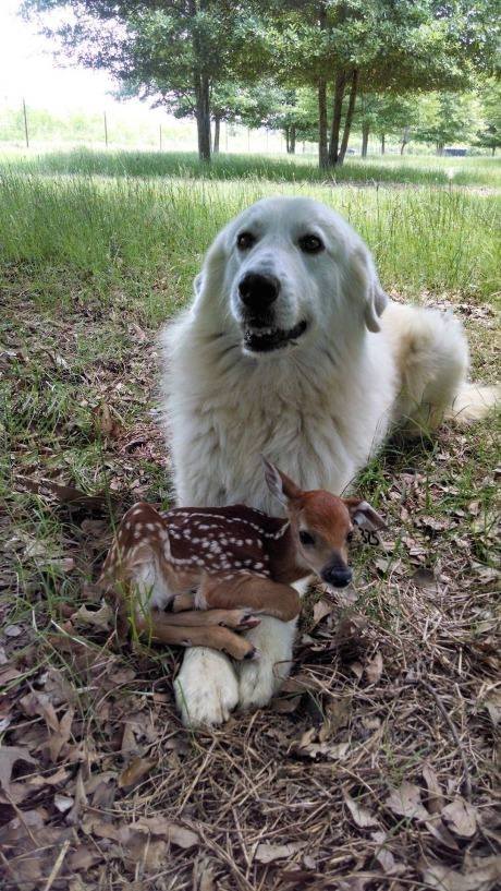 Holding+a+very+deer+friend