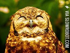 happy+owl