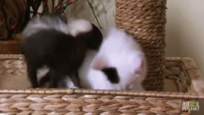 Kitten+and+baby+skunk+cuddle+time.