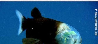 The+Barreleye+Fish